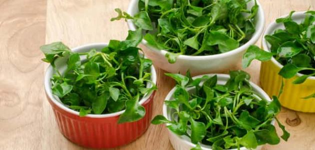 فوائد الجرجير للجنس