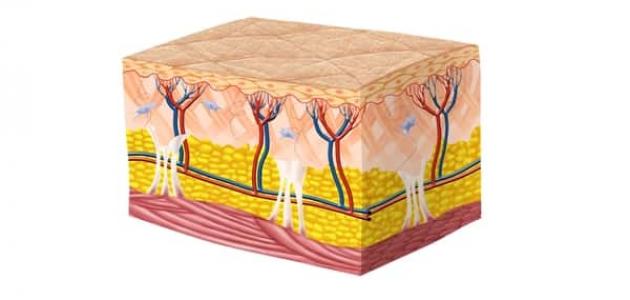 هي الطبقة السطحية للجلد والتي تشكل درع الحماية للجسم