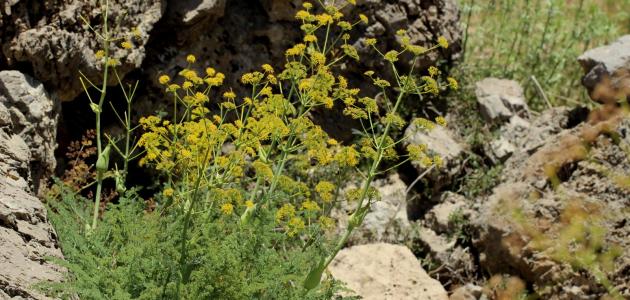 ما هو شرش الزلوع