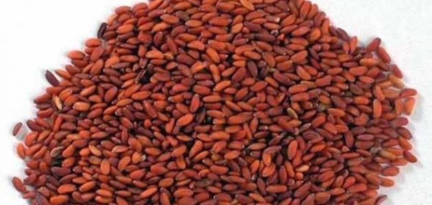 فوائد الحبة الحمراء