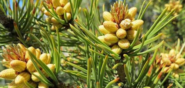 فوائد الصنوبر للجنس