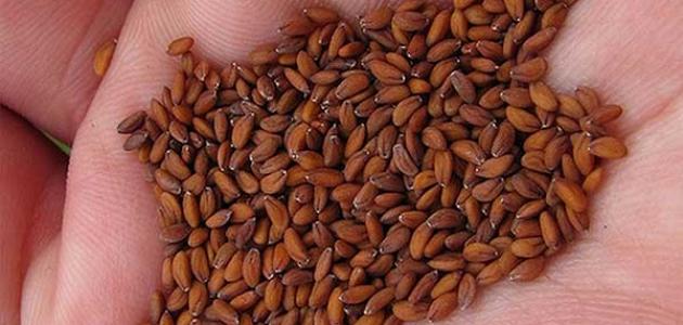 فوائد قشر الليمون للجنس