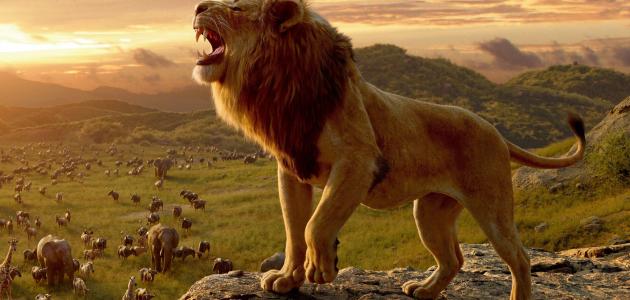 كم هو معدل عمر الأسد - سطور