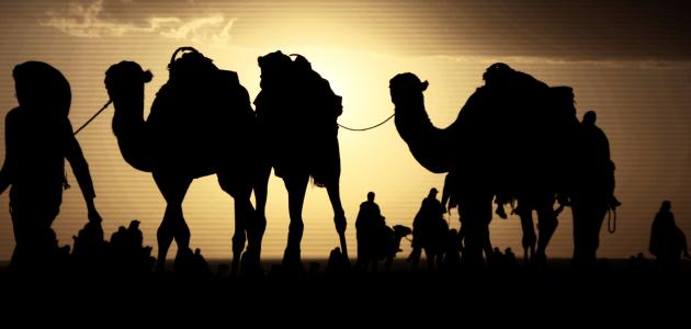 بحث عن غزوة سفوان