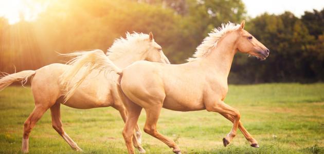 من أول من ركب الخيل