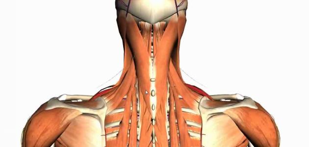 العضلات الموجودة في العنق: خصائصها ووظائفها والأمراض المعرضة لها العضلات الموجودة في العنق: خصائصها ووظائفها والأمراض المعرضة لها