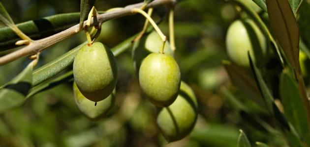 طرق زراعة الزيتون بأنواعه وبمختلف المناخات
