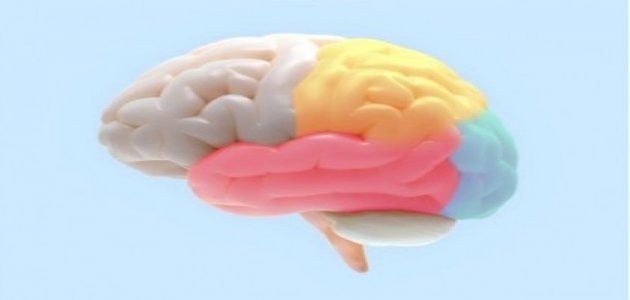تلف القشرة المخية: الأعراض والأسباب والتشخيص والعلاج تلف القشرة المخية: الأعراض والأسباب والتشخيص والعلاج