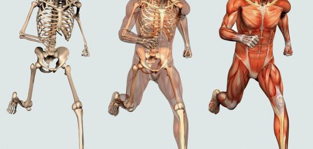 الحوض: موقعه، أجزاؤه، وظائفه، أمراضه، هل يمكن البقاء بدونه؟
