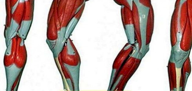 عضلات الأطراف السفلى: خصائصها ووظائفها والأمراض المعرضة لها