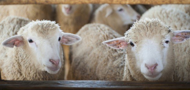 الأضحية عن الميت: حكمها، وشروطها، وهل يجوز الأكل منها؟