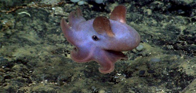 ما هو Dumbo Octopus؟ ما هو Dumbo Octopus؟