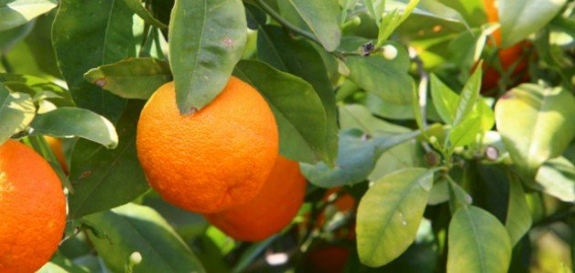 زراعة البرتقال من البذور